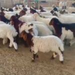 All Male Sheep Nami in Dubai