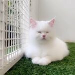 Pure Persian For Sale in Abu Dhabi