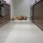 Chow-chow Puppies (2) in Dubai