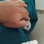casco parrot in Abu Dhabi