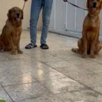 female golden in Dubai