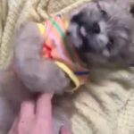Siper Cute Havanese in Dubai