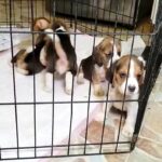 beagle puppies بيجل جراوي in Sharjah