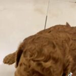 Toy poodle in Al Ain