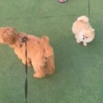 Cavapoo 5 Months Looking For New Home in Dubai