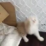Persian kitten Available 😻 in Dubai