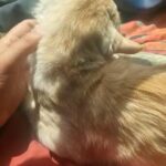 Turkish cat in Dubai