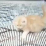 Kitten in Dubai