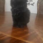 Persian kitten in Dubai