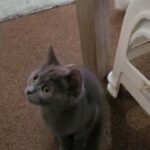 male kitten in Abu Dhabi