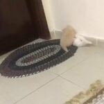 Fluffy Kittens in Sharjah