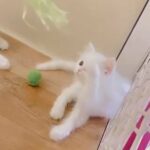 Persion Breed in Sharjah