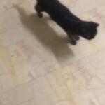 Male Scottish Fold 1.3 Year in Al Ain