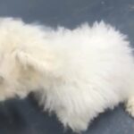Bichon frise puppy for sale in Sharjah
