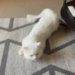 Female Persian Looking For A Male Cat !! in Dubai