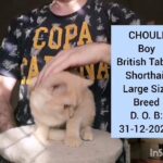 British Tabby shorthair large size Breed in Al Ain