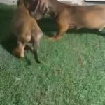 Duchshund Puppies 🌸 in Dubai