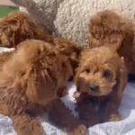 Cockapoo  puppies available 🐶💥 in Dubai