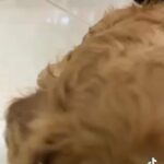 Offer Price Pure Toypoodle in Al Ain