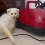 Highland Fold Kitten in Abu Dhabi