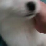 Samoyed Puppy in Dubai