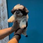 Shih Tzu Puppy For sale in Sharjah