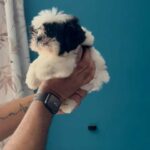 Shih Tzu Puppy For Sale in Sharjah