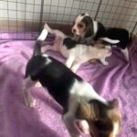 Pure Bred Beagle Puppies in Dubai