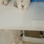 3 Scottish Kittens in Umm Al Quwain