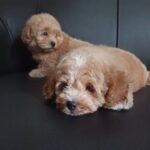 Shipoo available 🐕🐕 in Dubai