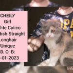 Dilute calico Scottish Straight longhair girl in Al Ain