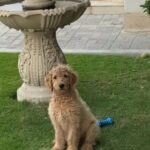 Rare Golden Doodle For Sale in Dubai