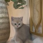 For Sale Male British Ay11 2 Month in Al Ain