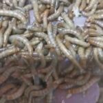 دود القبابي الحي الميل ورم Melworms alive in Sharjah