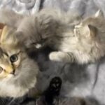 Siberian cats for sell in Dubai