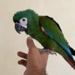 سيغير مكاو - Severe Macaw in Dubai