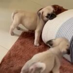 Pure PUg in Sharjah