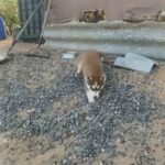 Two Huskies For Sale in Al Ain