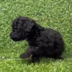 Toy Poodle  Male And Female in Dubai