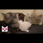 Persian Kittens 4 females and 1 male in Dubai