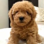 (SOLD)Toy Poodle Female in Al Ain