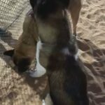 Dog Sell in Dubai