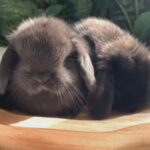 أرانب ميني لوب فرنسي -‏ Special bunnies mini lop French bunnies in Sharjah