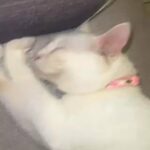 Turkish Cat Female For Matting in Dubai