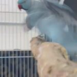Ringneck Parrot in Sharjah