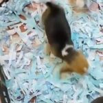 beagle puppies بيجل in Sharjah