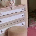 Persian Kitten in RAK City