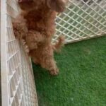 🐩 Mini Poodle for Mating in Dubai