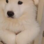 Samoyed puppy male 2 Month Giant Size Super Quality in Dubai