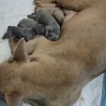 انثى فرنش بولدوج معاها ٦ جراوى بلو و بلو تان Female French bulldog + 6 Puppies blue and blue tan in Al Ain